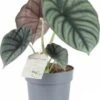 Olifantsoor (Alocasia 'Silver Nebula') D 11 H 35 Cm -Groene Tuin Winkel 8720196767267