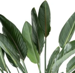 Paradijsvogelbloem (Strelitzia Reginae) D 30 H 62 Cm -Groene Tuin Winkel 8720196773404 2