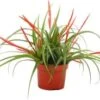 Tillandsia (Tillandsia Flabellata) D 10,5 H 30 Cm -Groene Tuin Winkel 8720196773411