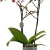 Vlinderorchidee 2 Tak (Phalaenopsis Multiflora 'Red Lips') D 12 H 50 Cm -Groene Tuin Winkel 8720196775569