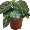 Peperomia (Peperomia Sarcophylla) D 15 H 25 Cm -Groene Tuin Winkel 8720196776306