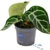 Aderplant (Anthurium Crystallinum) D 12 H 20 Cm