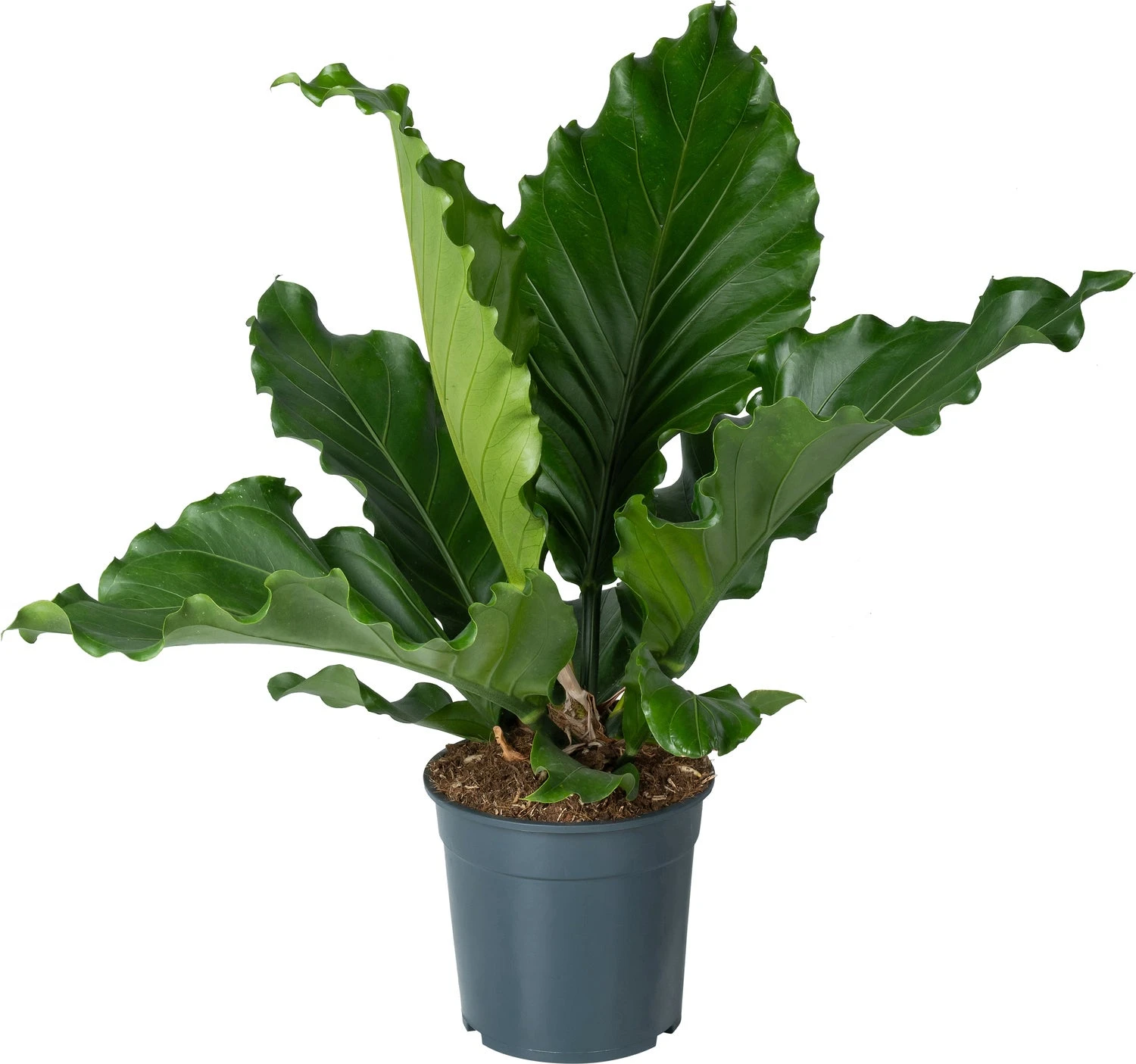 Langbladige Flamingoplant (Anthurium Plowmanii 'Birdnest') D 27 H 80 Cm 3 Langbladige Flamingoplant (Anthurium Plowmanii 'Birdnest') D 27 H 80 Cm