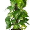 Drakenklimop Op Duurzame Klimstok (Epipremnum Pinnatum 'Aureum') D 14 H 50 Cm -Groene Tuin Winkel 8720196778614