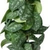 Scindapsus Op Duurzame Klimstok (Scindapsus Pictus 'Trebie') D 14 H 50 Cm -Groene Tuin Winkel 8720196778645