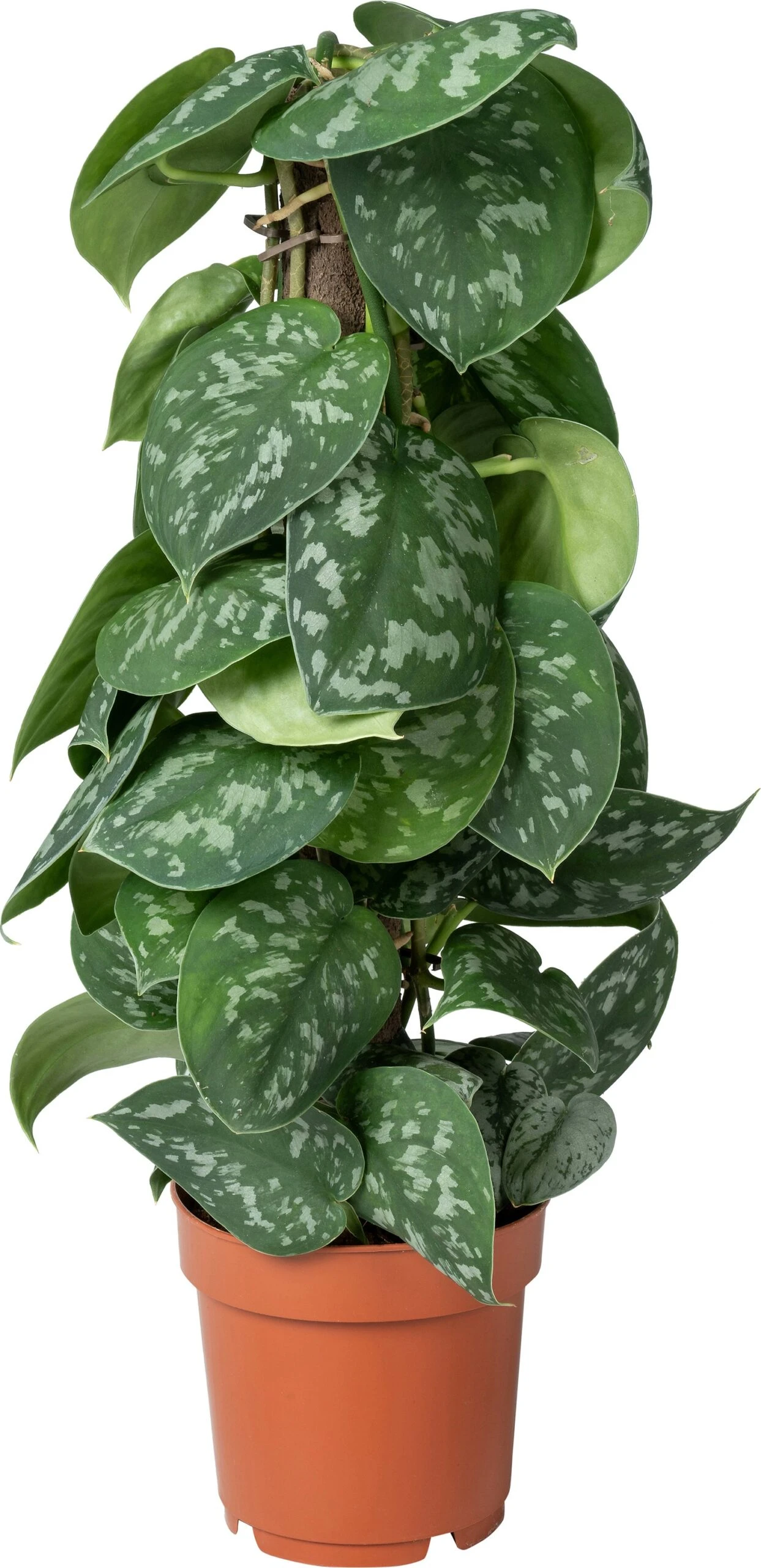 Scindapsus Op Duurzame Klimstok (Scindapsus Pictus 'Trebie') D 14 H 50 Cm 3 Scindapsus Op Duurzame Klimstok (Scindapsus Pictus 'Trebie') D 14 H 50 Cm