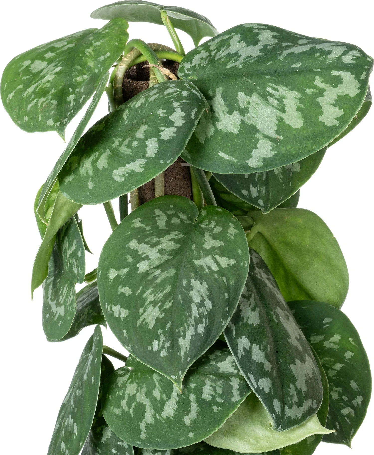 Scindapsus Op Duurzame Klimstok (Scindapsus Pictus 'Trebie') D 14 H 50 Cm 4 Scindapsus Op Duurzame Klimstok (Scindapsus Pictus 'Trebie') D 14 H 50 Cm - Afbeelding 2