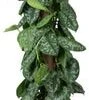 Scindapsus Op Duurzame Klimstok (Scindapsus Pictus 'Trebie') D 19 H 80 Cm -Groene Tuin Winkel 8720196778669