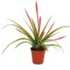 Tillandsia (Tillandsia Flabellata) D 5,5 H 20 Cm -Groene Tuin Winkel 8720196778980