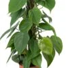 Philodendron Op Duurzame Klimstok (Philodendron Scandens) D 14 H 50 Cm -Groene Tuin Winkel 8720196779420