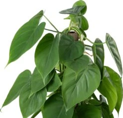 Philodendron Op Duurzame Klimstok (Philodendron Scandens) D 14 H 50 Cm -Groene Tuin Winkel 8720196779420 2