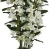 Bamboe Orchidee (Dendrobium Nobile 'Star Class Apollon') D 12 H 40 Cm -Groene Tuin Winkel 8720196780044
