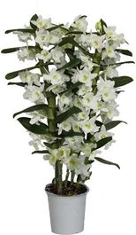 Bamboe Orchidee (Dendrobium Nobile 'Star Class Apollon') D 12 H 40 Cm