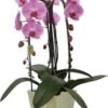 Vlinderorchidee 3 Tak (Phalaenopsis 'Pink Naomi') D 21 H 65 Cm