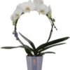 Vlinderorchidee Boog 2 Tak (Phalaenopsis 'Moon White') D 12 H 45 Cm 1 Vlinderorchidee Boog 2 Tak (Phalaenopsis 'Moon White') D 12 H 45 Cm -Groene Tuin Winkel 8720196780273