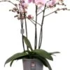 Vlinderorchidee 4 Tak (Phalaenopsis 'Marvellous Light Pink') D 17 H 70 Cm -Groene Tuin Winkel 8720196780334