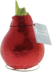 Amaryllis In Wax (Hippeastrum Waxz 'Eco Glitterz Red') H 15 Cm