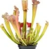 Trompetbekerplant (Sarracenia 'Compacta') D 9 H 20 Cm -Groene Tuin Winkel 8720196782833