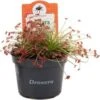 Zonnedauw (Drosera 'Paradoxa') D 9 H 15 Cm -Groene Tuin Winkel 8720196782857