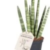 Vrouwentong (Sansevieria Cylindrica 'Rocket') D 6 H 25 Cm -Groene Tuin Winkel 8720196783755