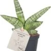 Vrouwentong (Sansevieria Cylindrica 'Boncel') D 6 H 20 Cm -Groene Tuin Winkel 8720196783816