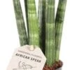 Vrouwentong (Sansevieria Cylindrica 'Straight') D 6 H 25 Cm 1 Vrouwentong (Sansevieria Cylindrica 'Straight') D 6 H 25 Cm -Groene Tuin Winkel 8720196783830