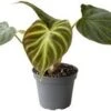 Philodendron (Philodendron Verrucosum 'Incensi') D 6 H 15 Cm 1 Philodendron (Philodendron Verrucosum 'Incensi') D 6 H 15 Cm -Groene Tuin Winkel 8720196784332