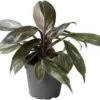 Philodendron (Philodendron 'Pink Princess Marble') D 6 H 15 Cm -Groene Tuin Winkel 8720196784356