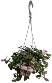 Vaderplant In Hangpot (Tradescantia Fluminensis 'Quadricolor') D 14 H 30 Cm