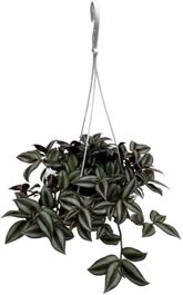 Vaderplant In Hangpot (Tradescantia Albiflora 'Pink Joy') D 14 H 30 Cm