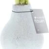 Amaryllis In Wax (Hippeastrum Waxz 'Eco Glitterz White') H 15 Cm -Groene Tuin Winkel 8720196784851 1
