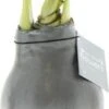 Amaryllis In Wax (Hippeastrum Waxz 'Metallic Silver') H 15 Cm -Groene Tuin Winkel 8720196784981 1
