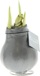 Amaryllis In Wax (Hippeastrum Waxz 'Metallic Silver') H 15 Cm