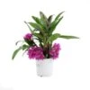 Bamboe-orchidee (Dendrobium Inca 'Hibiki') D 9 H 20 Cm 2 Bamboe-orchidee (Dendrobium Inca 'Hibiki') D 9 H 20 Cm -Groene Tuin Winkel 8720196785384