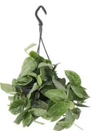 Scindapsus In Hangpot (Scindapsus Pictus) D 15 H 45 Cm