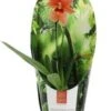 Cambria-orchidee (Cambria 'Nelly Isler') Oranje D 9 H 35 Cm -Groene Tuin Winkel 8720196786619
