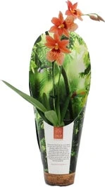 Cambria-orchidee (Cambria 'Nelly Isler') Oranje D 9 H 35 Cm