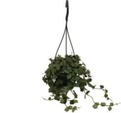 Wasbloem In Hangpot (Hoya Curtisii) D 10,5 H 15 Cm