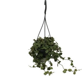 Wasbloem In Hangpot (Hoya Curtisii) D 10,5 H 15 Cm 3 Wasbloem In Hangpot (Hoya Curtisii) D 10,5 H 15 Cm