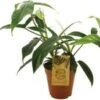 Philodendron (Philodendron 69686) D 15 H 50 Cm -Groene Tuin Winkel 8720196788125