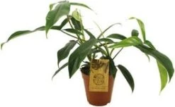 Philodendron (Philodendron 69686) D 15 H 50 Cm