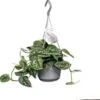 Scindapsus In Hangpot (Scindapsus Pictus 'Argyraeus') D 14 H 40 Cm