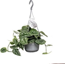 Scindapsus In Hangpot (Scindapsus Pictus 'Argyraeus') D 14 H 40 Cm 3 Scindapsus In Hangpot (Scindapsus Pictus 'Argyraeus') D 14 H 40 Cm