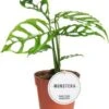 Gatenplant (Monstera Obliqua 'Peru') D 12 H 25 Cm