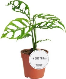 Gatenplant (Monstera Obliqua 'Peru') D 12 H 25 Cm