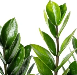 Groene Bloom Winkel 4 Groene Bloom Winkel -Groene Tuin Winkel 8720196791538 2