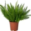 Sierasperge (Asparagus Densiflorus 'Meyers') D 21 H 50 Cm -Groene Tuin Winkel 8720196792009