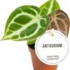 Aderplant (Anthurium Crystallinum) D 6 H 15 Cm -Groene Tuin Winkel 8720196792832