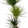 Drakenbloedboom (Dracaena Marginata 'Carnaval') D 21 H 115 Cm 2 Drakenbloedboom (Dracaena Marginata 'Carnaval') D 21 H 115 Cm -Groene Tuin Winkel 8720196793754