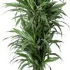Drakenbloedboom (Dracaena Fragrans 'Warneckei') D 31 H 140 Cm -Groene Tuin Winkel 8720196795512